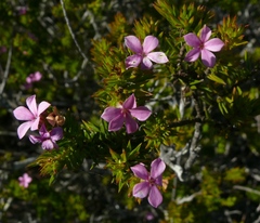 Acmadenia obtusata