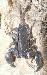 Opisthacanthus capensis