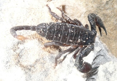 Opisthacanthus capensis