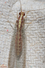 Pseudomallada genei
