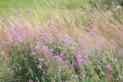 Chamaenerion angustifolium