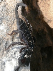 Opisthacanthus capensis