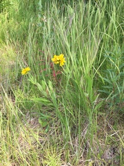 Arnica chamissonis