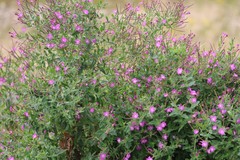 Epilobium hirsutum