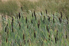 Typha latifolia