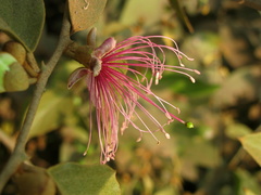 Capparis zeylanica