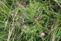 Cirsium arvense