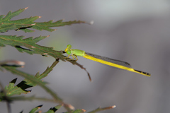Ceriagrion melanurum