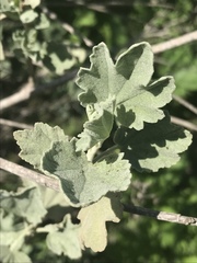 Malacothamnus fasciculatus nuttallii