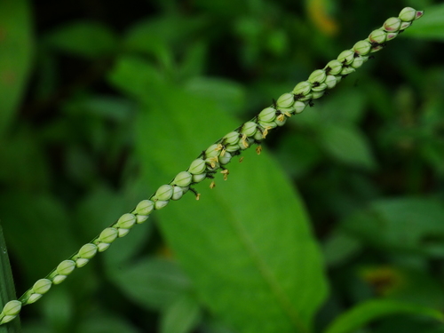 Japanese paspalum (Paspalum thunbergii)
