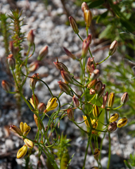 Eriospermum schlechteri