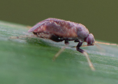 Phoenicocoris