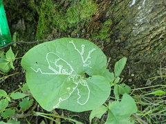 Phytomyza lappae