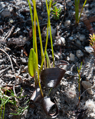 Eriospermum schlechteri