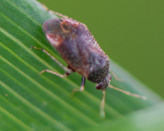 Phoenicocoris