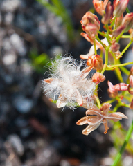 Eriospermum schlechteri