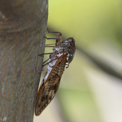 Graptopsaltria nigrofuscata