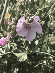Malacothamnus fasciculatus nuttallii
