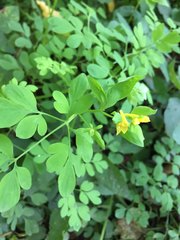 Corydalis ochotensis