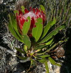 Protea obtusifolia