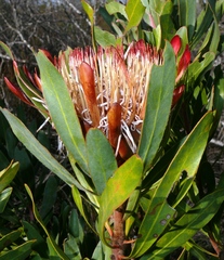 Protea susannae