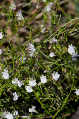 Nemesia diffusa diffusa