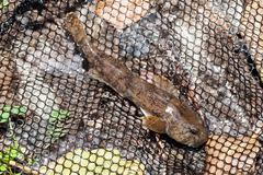 Bullhead photo 6