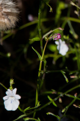 Nemesia diffusa diffusa