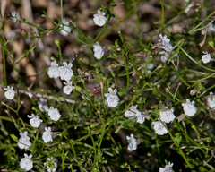 Nemesia diffusa diffusa