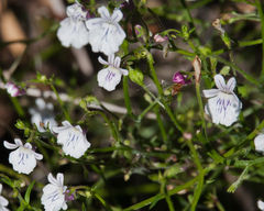 Nemesia diffusa diffusa