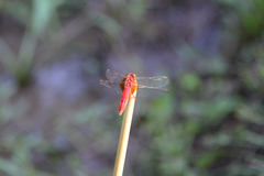 Crocothemis servilia mariannae