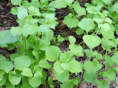 Salpianthus arenarius