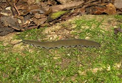 Peripatopsis birgeri