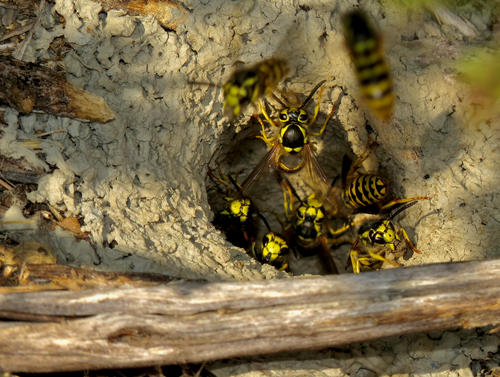 Western Yellowjacket
