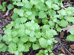 Salpianthus arenarius