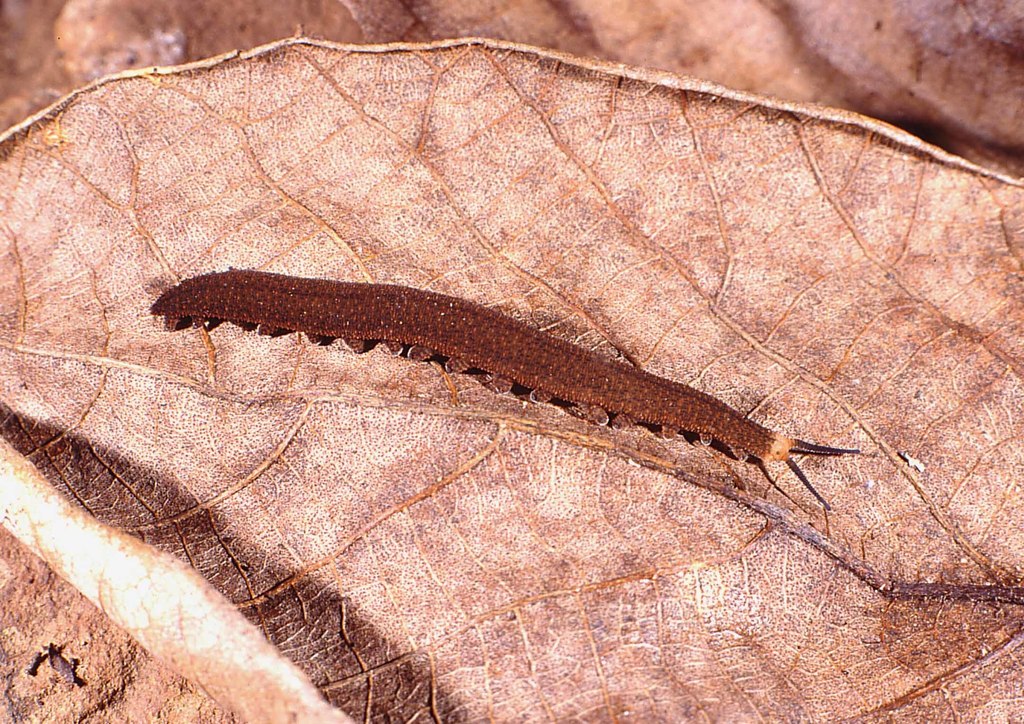 Grassveld velvet worms