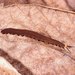 Coastal Velvetworm - Photo (c) Dai Herbert, some rights reserved (CC BY-NC), uploaded by Dai Herbert