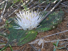 Massonia pustulata
