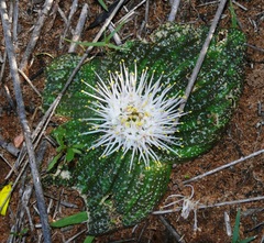 Massonia pustulata