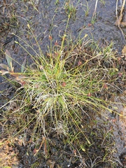 Carex leptalea