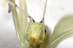 Oecanthus exclamationis