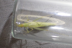 Oecanthus exclamationis