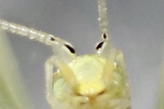 Oecanthus exclamationis