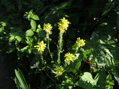 Erysimum cuspidatum