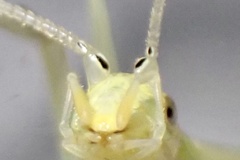 Oecanthus exclamationis