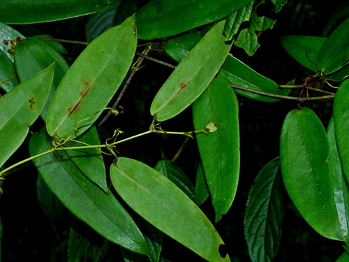Image of Smilax glabra by (c) Jacy Chen, some rights reserved (CC BY)