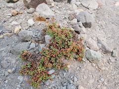 Penstemon davidsonii davidsonii