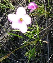 Oxalis polyphylla polyphylla