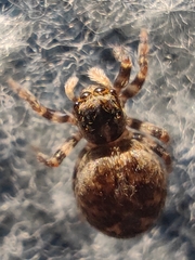 Pseudeuophrys lanigera