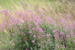 Chamaenerion angustifolium